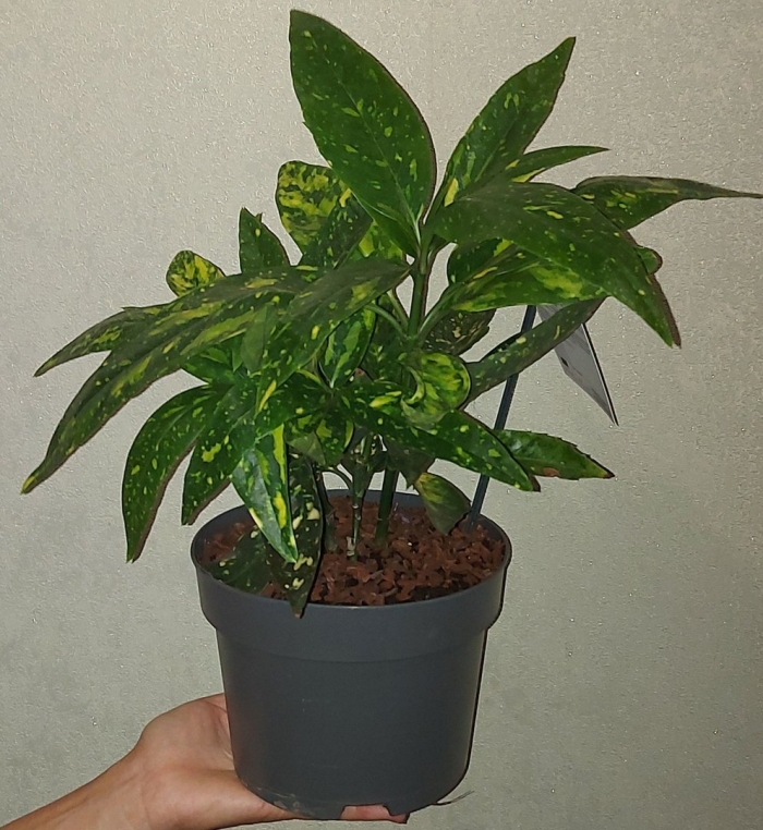 Аукуба цветок комнатный