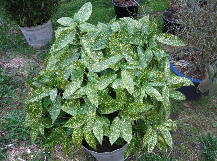 Аукуба комнатное растение