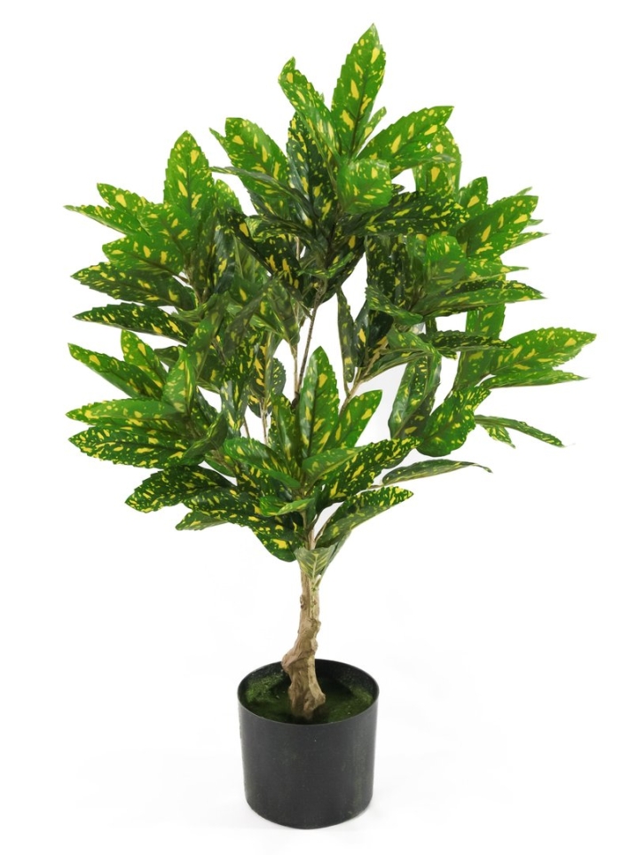 Кодиеум ( кротон) голд сан