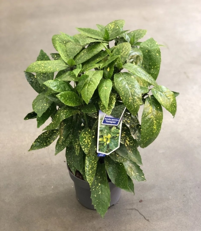 Аукуба золотое дерево