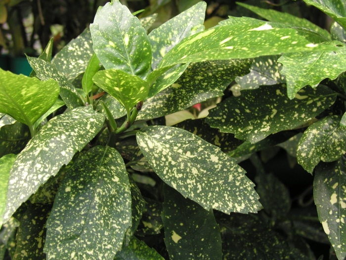 Аукуба комнатное растение