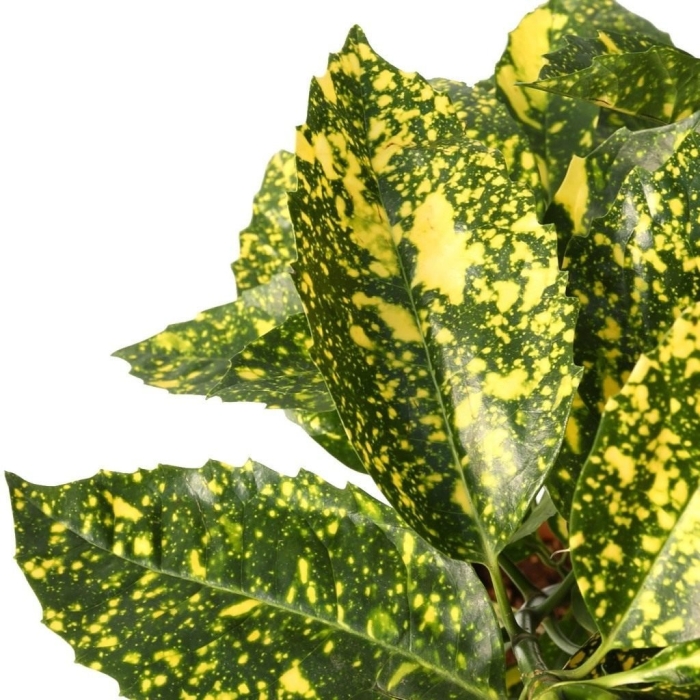 Аукуба комнатное растение