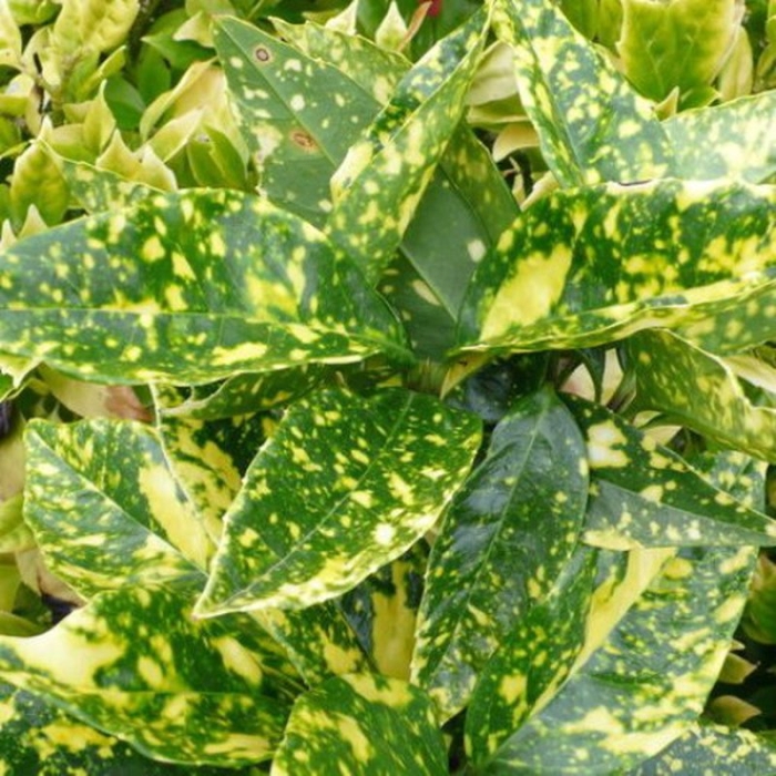 Aucuba japonica crotonifolia