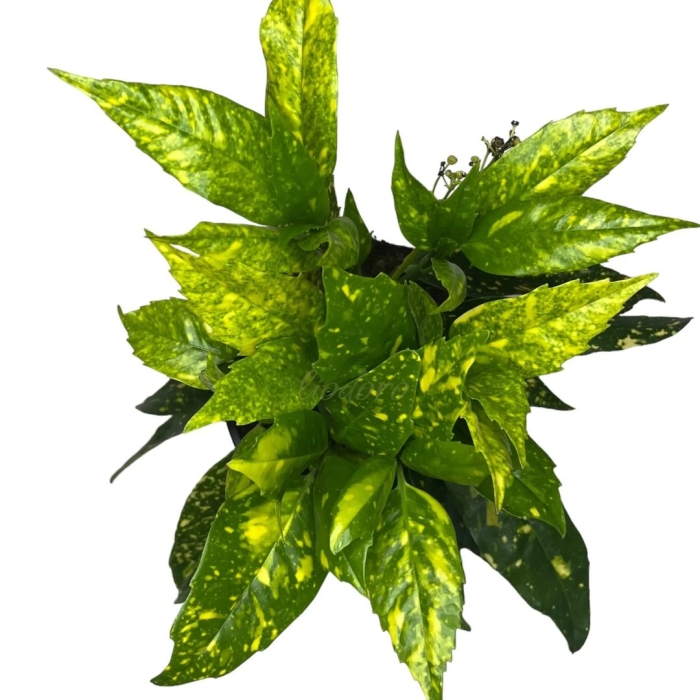 Аукуба кротонифолия