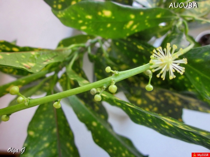 Кротон кодиеум