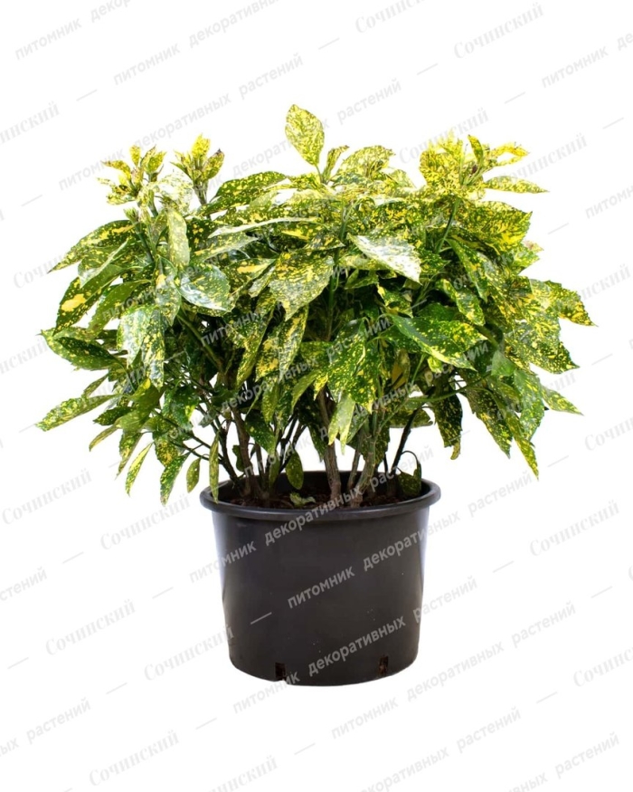 Аукуба японская