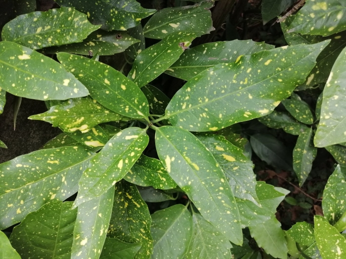 Кротон gold dust