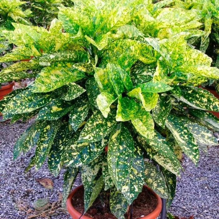 Аукуба японика