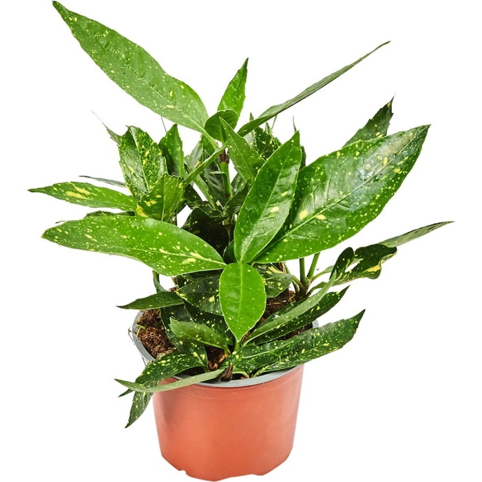 Аукуба японская кротонифолия