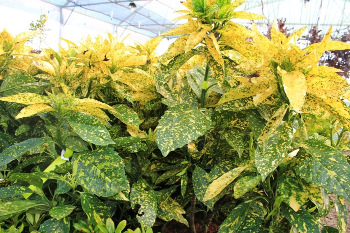 Аукуба комнатное растение