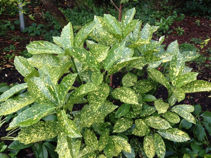 Аукуба японика