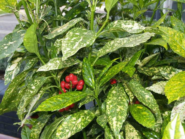 Аукуба японика