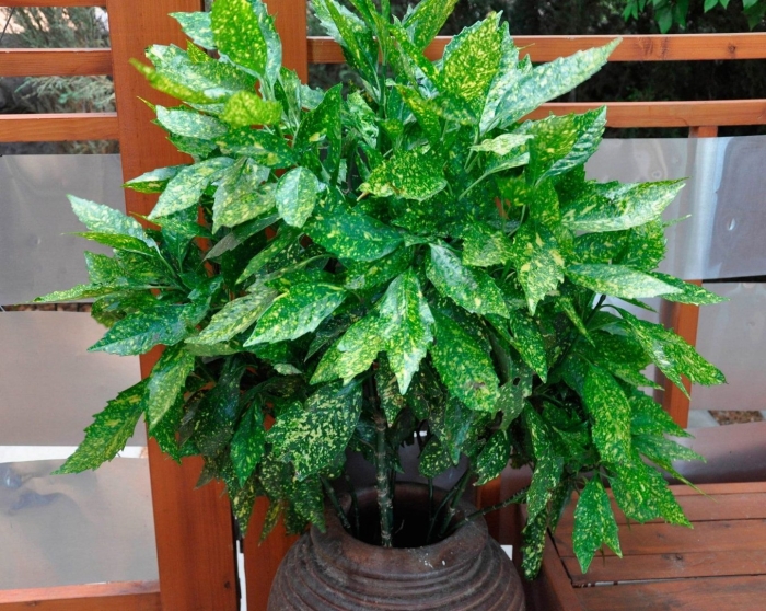 Комнатное растение