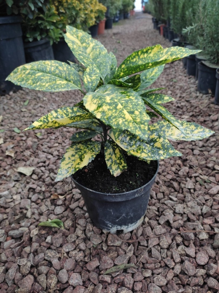 Аукуба японская вариегата