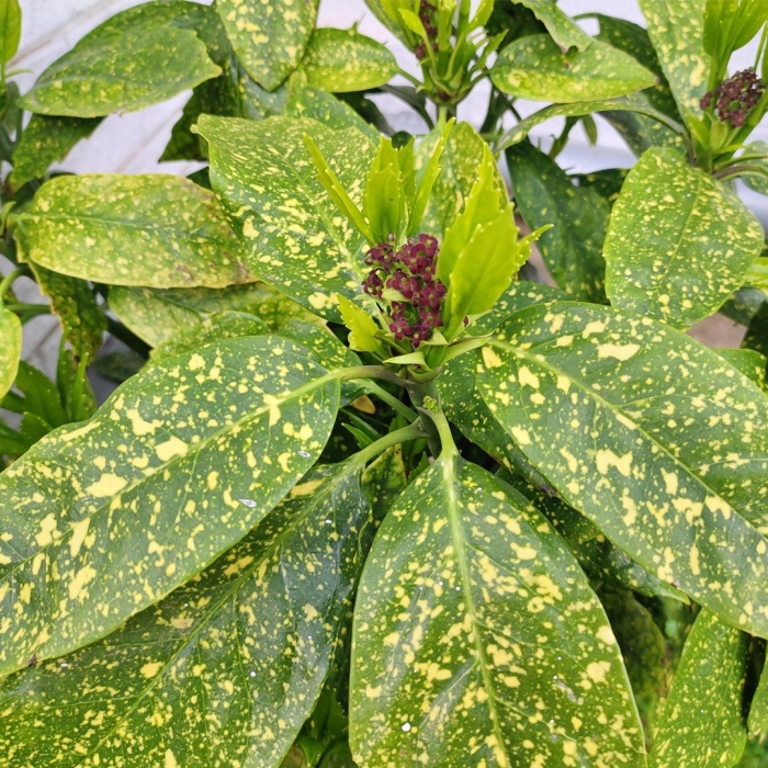 Аукуба японика