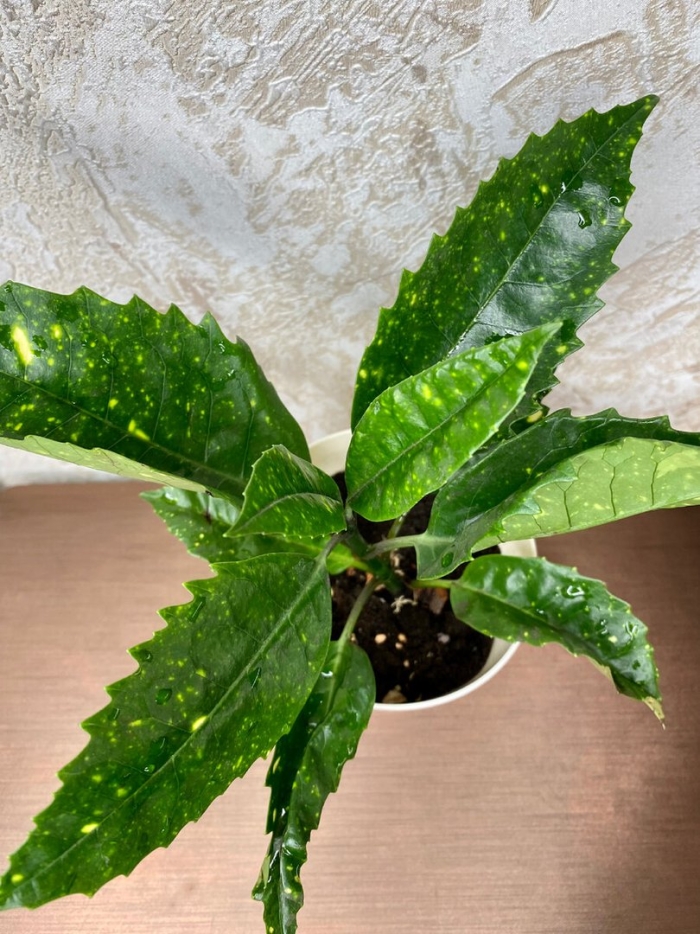 Аукуба японская