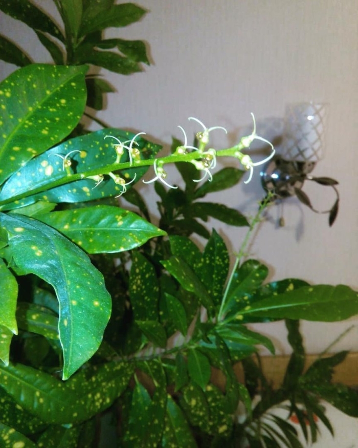 Комнатное растение