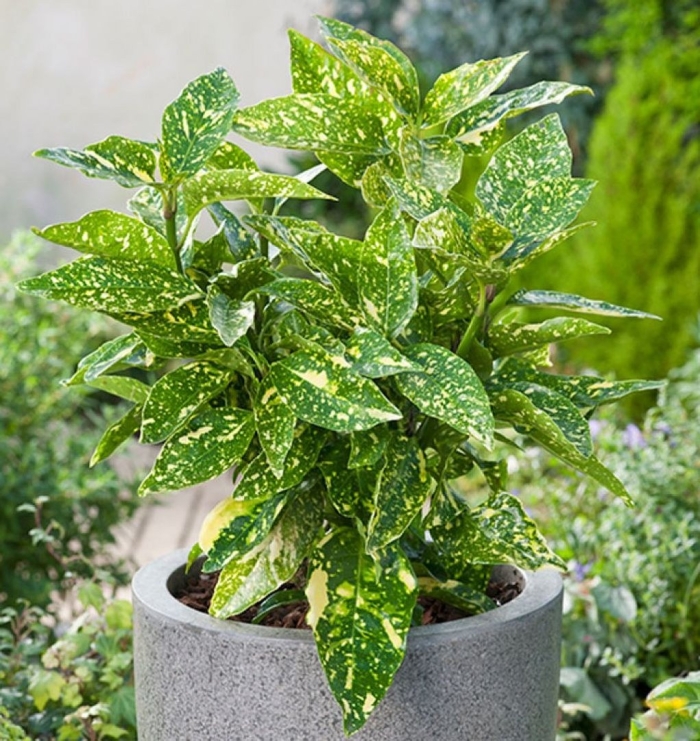 Аукуба японика