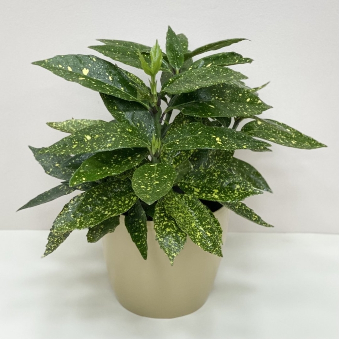 Аукуба комнатное растение