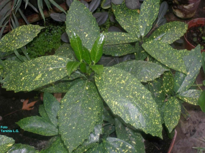 Аукуба золотое дерево