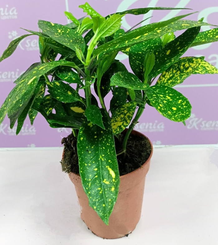 Цветок аукуба