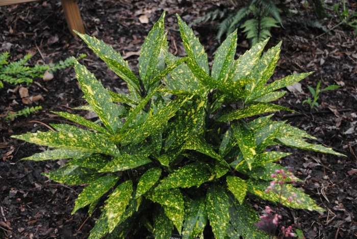 Аукуба японика