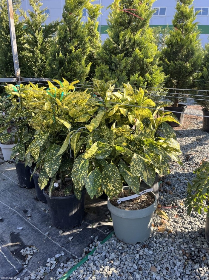 Аукуба золотое дерево