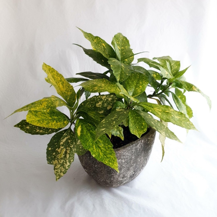 Аукуба комнатное растение