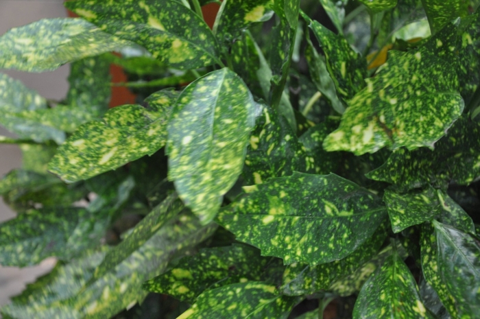 Кротон кодиеум голден сан