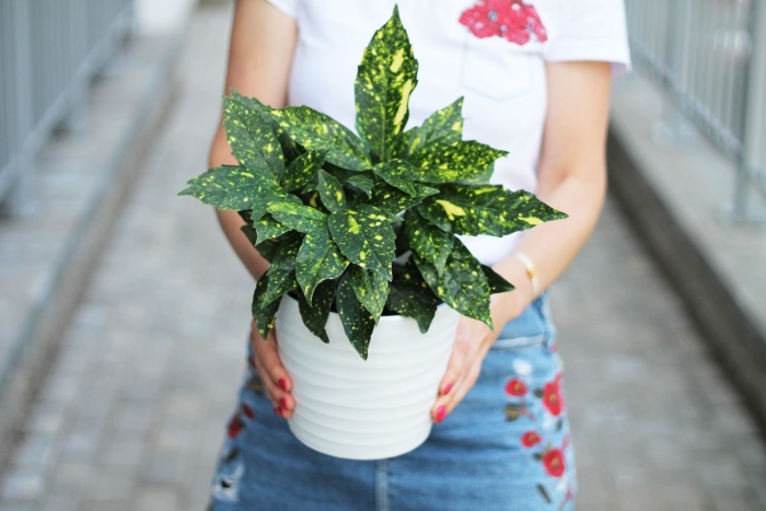 Аукуба японская