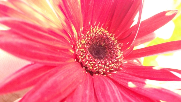 Красная гербера