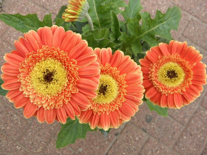 Гербера джемсона садовая