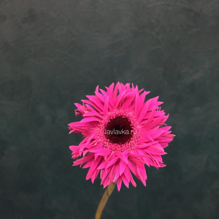 Гербера махровая