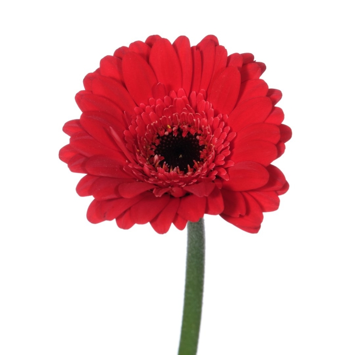 Гербера красная