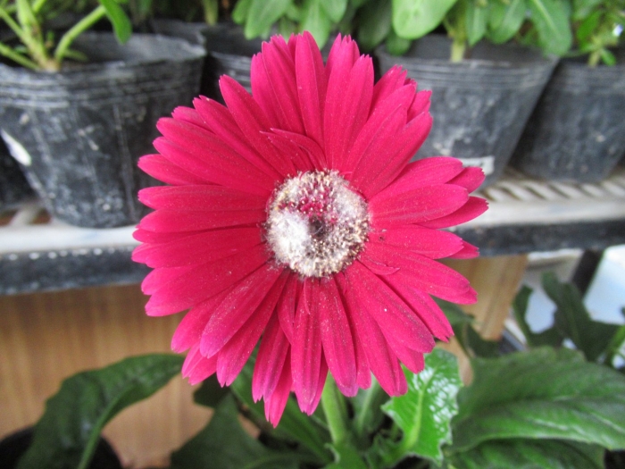 Гербера джемсона розовая