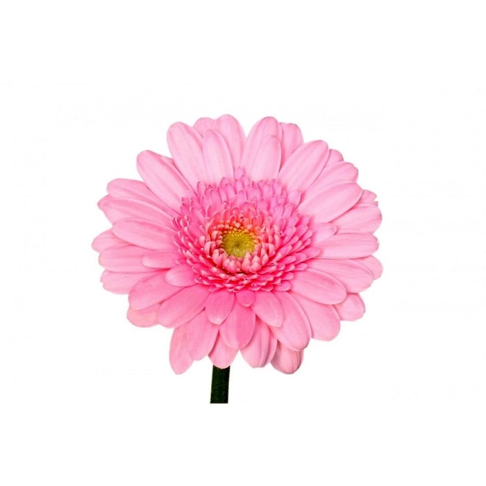 Гербера розовая