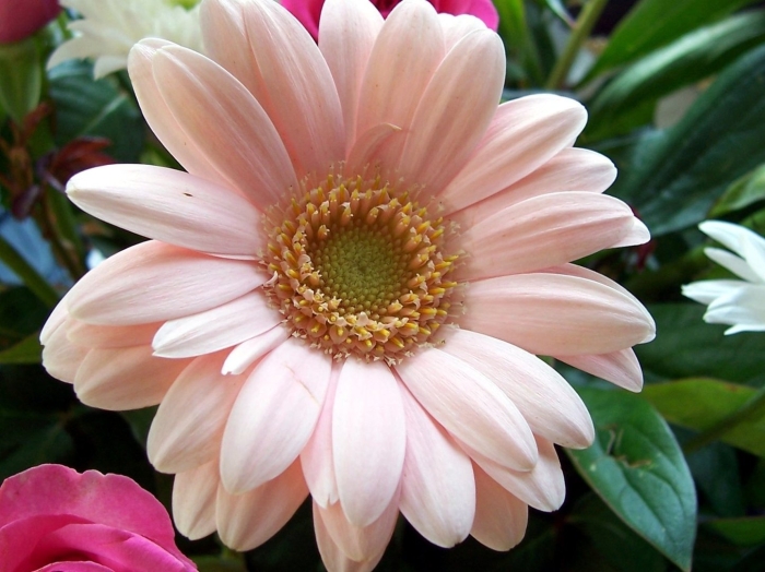 Гербера абиссинская