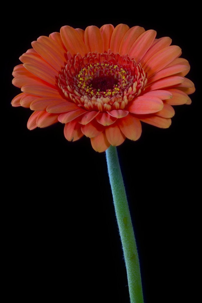 Гербера фантом