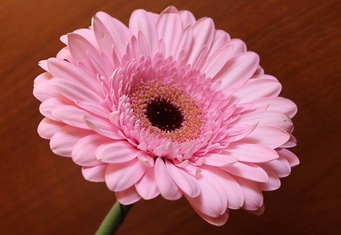 Гербера блиндейт