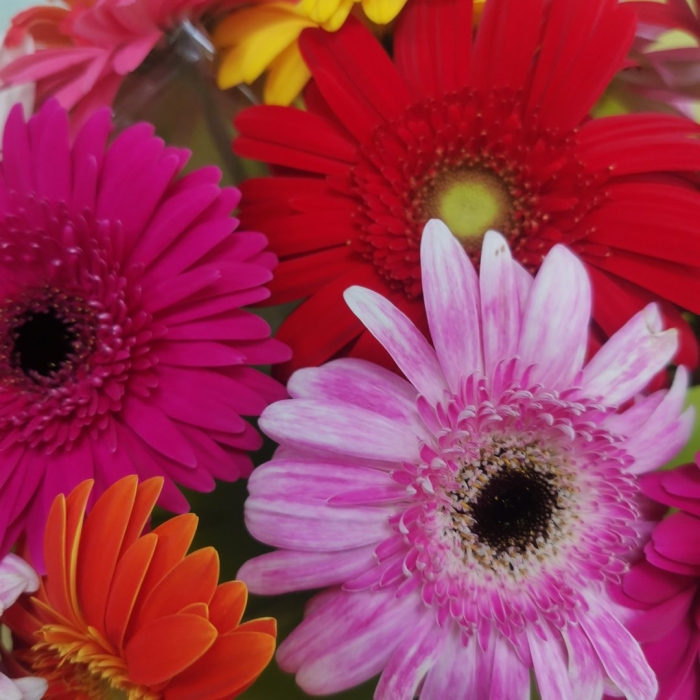 Красивые герберы