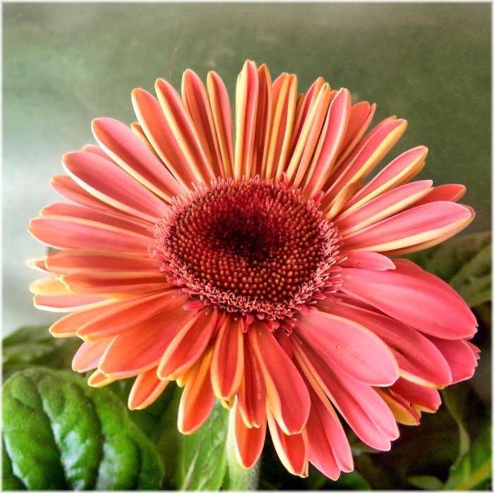 Королевская гербера