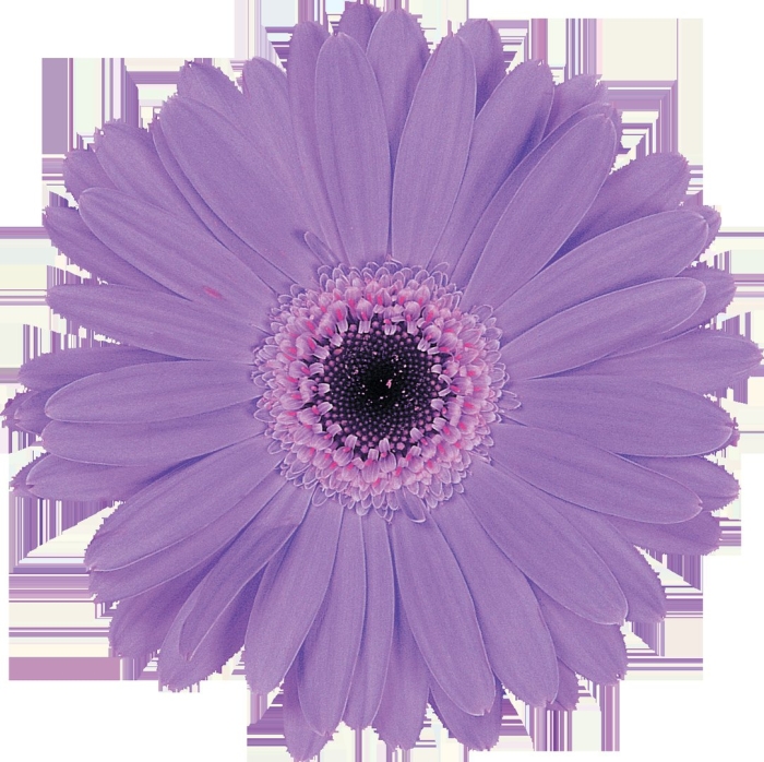 Гербера фиолетовая