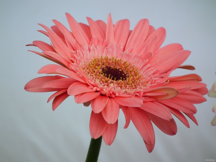 Гербер гибридная