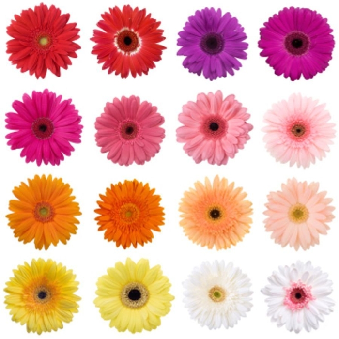 Гербера дайси