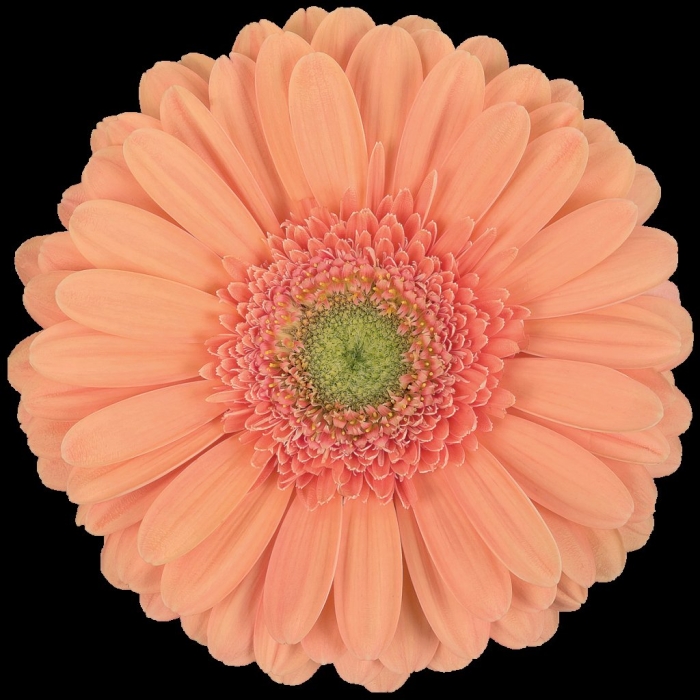 Gerbera daisies