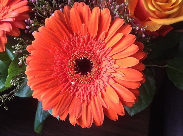 Оранжевые герберы