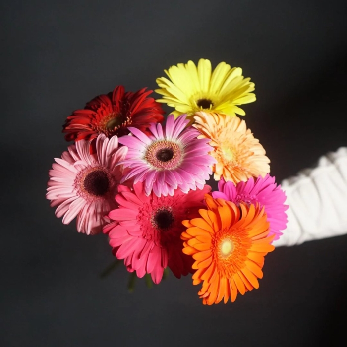 Гербера микс