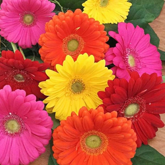 Гербера джемсона