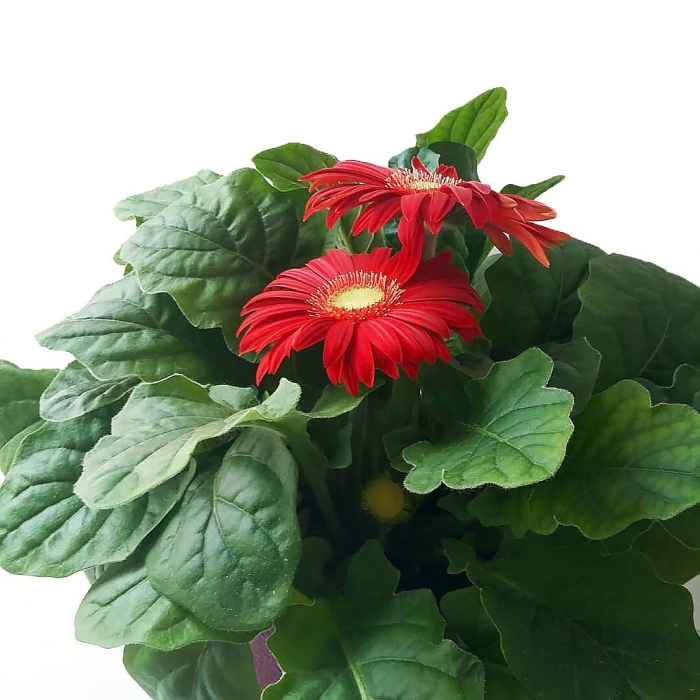 Комнатная гербера