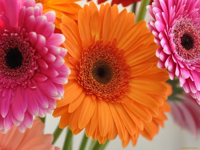 Гербера фламенко